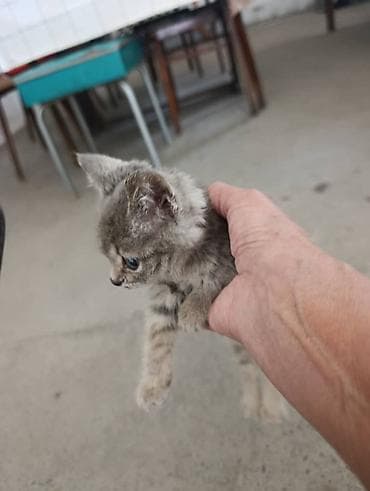 Үй жаныбарлары: Отдаётся котёнок: мальчик, около 1 месяца. Нашли на улице. Быстро — 4