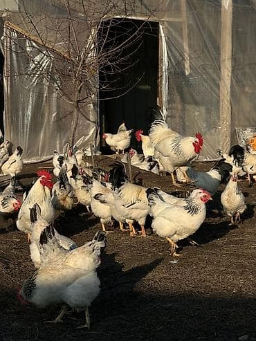 Грызуны: Продаю кур породы Адлер. 50 голов. Стабильно дают по 30 яиц. 100% — 7