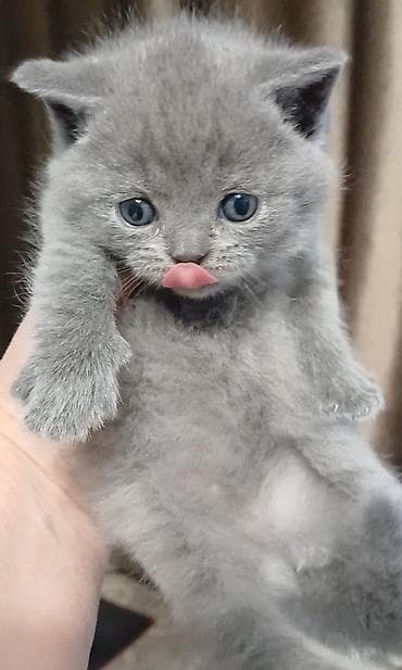 короткошёрстная: Британский короткошёрстный котёнок, окрас блю (голубой) — 2