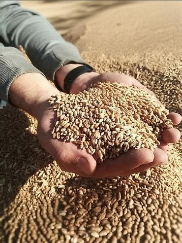 Продаю пшеницу 30 тонн буудай сатам. клейковина 26 идк 85 натура