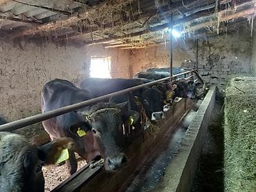 откорм база: Продаю | Бык (самец) | На откорм | Привязанные — 6