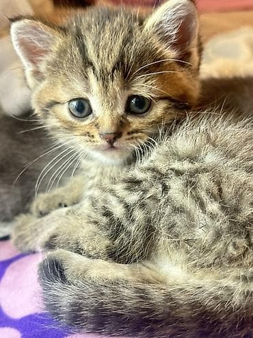 scottish fold: Котёнок тигровый табби - Порода/тип: короткошёрстный домашний — 7
