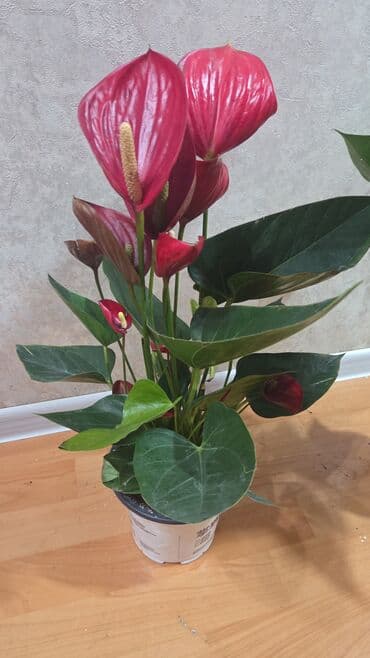 штрих: Аглаонема «Ред/Рот» в декоративных горшках - Яркое комнатное растение — 10