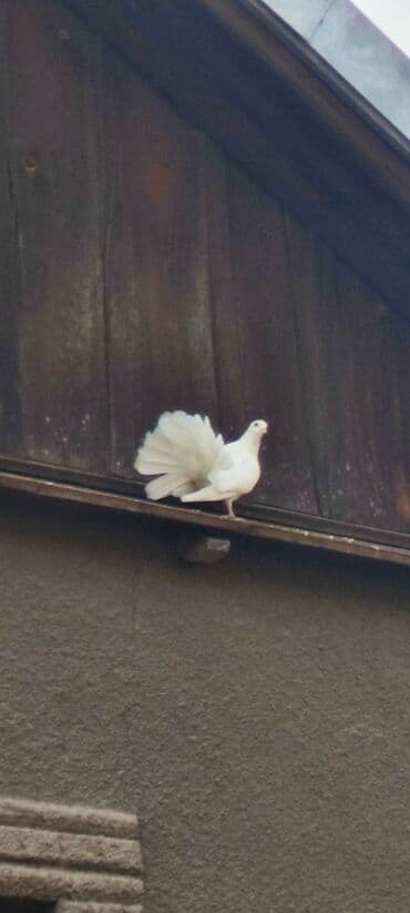 домик для птиц: Продаю голубей Павлинов — 8