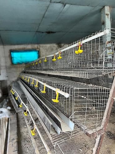 Многоярусные клетки для содержания перепелов/кур-несушек с линией