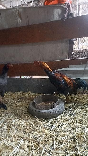 купить яйцо бройлера для инкубации: Продаю петуха дакан около года где-то. активный . цена 1800 сом — 7