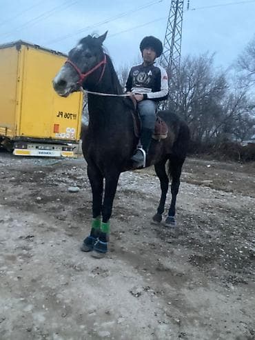 А/ч жаныбарларын сатам: Сатам | Жылкы (эркек) | Ат спорту | Асыл тукумдуу — 6