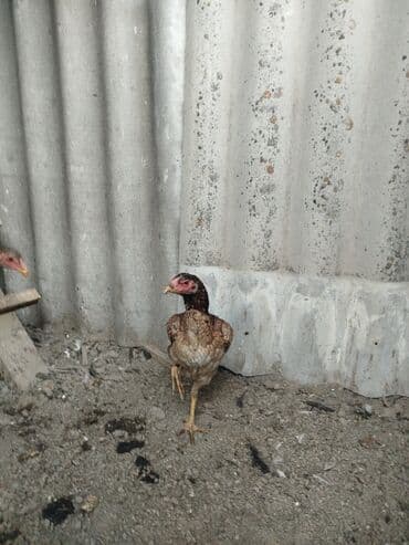 тоок гриль ош: 6-7 месячные всё хорошо с ними не болеют — 8