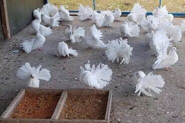где можно купить яйца инкубационные: Белые выставочные голуби-павлины - Порода: декоративные — 2