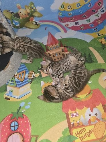 белая сибирская кошка: Бенгальские котята с ярким контрастным рисунком розеток и мрамора. - — 3