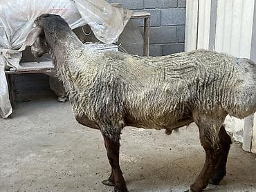 симментал бык: Продаю | Баран (самец) | Арашан | Для разведения | Осеменитель — 3