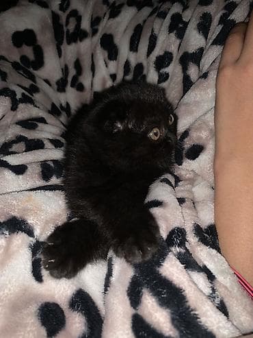 янтарный: Шотландский вислоухий котёнок, девочка окрас чёрный (солид). Плюшёвая — 4