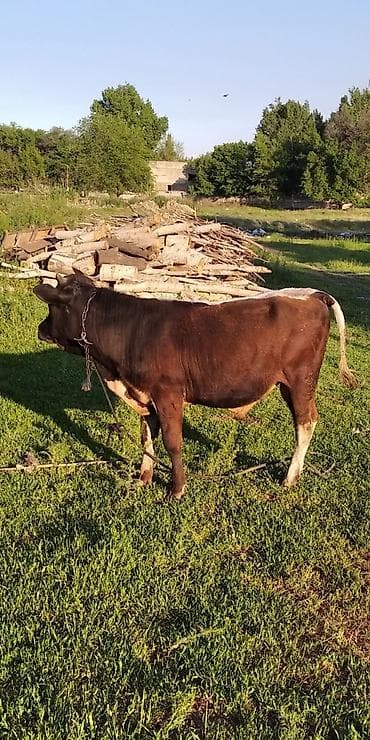 цена вислоухой кошки: Продаю | Бык (самец) | Полукровка | На откорм — 1
