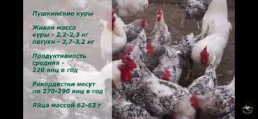 английский чистокровный: Продаю | Инкубационные яйца | Домашняя | Для разведения — 7