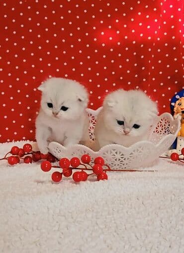 сколько стоит немецкий шпиц: Шотландские котята от красивой пары. Scottish foldокрас серебристая — 8