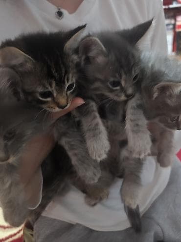 котяты: Котята серо-тигрового окрасание: шерстью дымчато‑серых оттенков и — 7