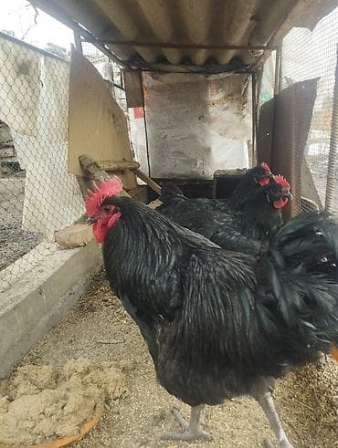 Башка жаныбарлар: Продаются куры порода Джерси гигант Россия Фокино только занеслись — 1