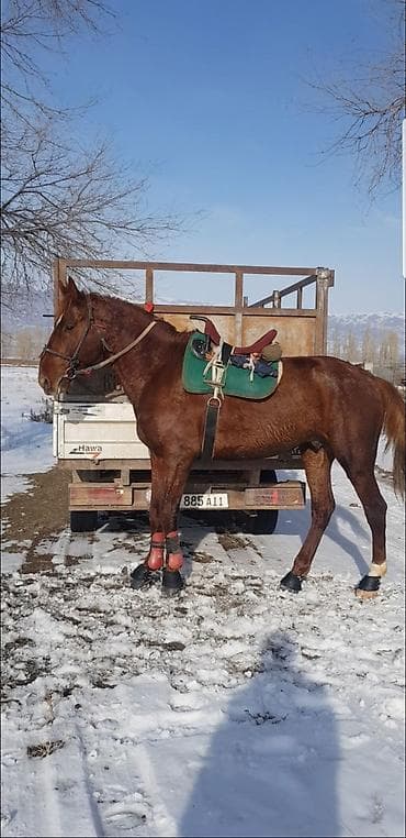 Услуги ветеринара: Продаю | Жеребец | Племенные — 4