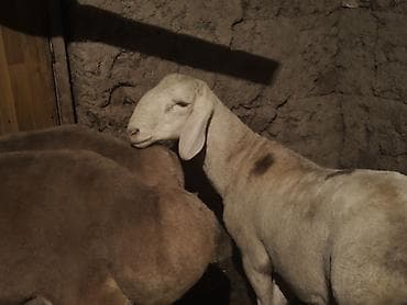 Продаю | Баран (самец) | Арашан | Для разведения