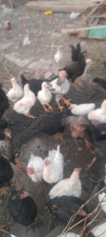 куры домашние купить: Тооктор сатылат келип тандап алып кетсениздер болот байланыш номер — 4