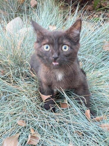 carters для мальчика: Кошка даром: Беспородная, 3 месяца, Мальчик, Приучена к лотку, Проглистована — 6