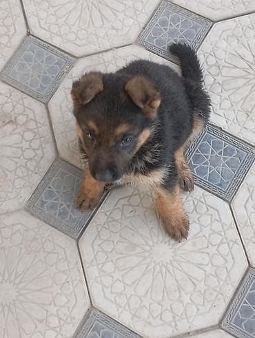 немецкая овчарка собака: Щенок Немца сука 1,5 месяца — 2
