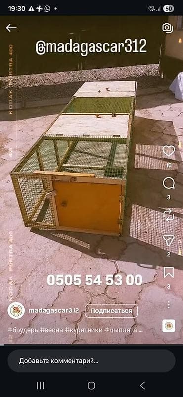 мускусные утята: Цена от 7000 и выше в зависимости от размеров. Уяча, гнездо с — 8