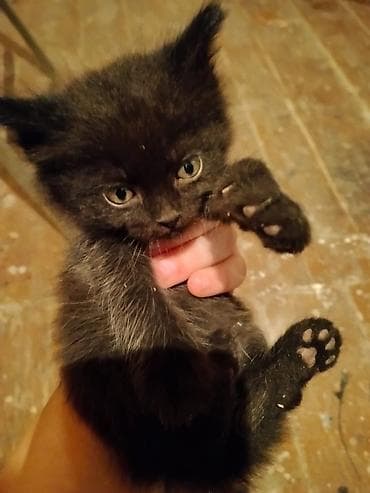 кошка кот: Котята породы сиамская — 2