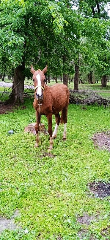 жаны уйлор: Сатам | Тай | Ат спорту — 10