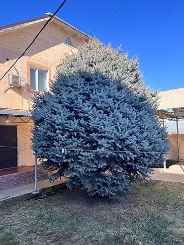 туя голубая ёлка: Ель голубая (Picea pungens ‘Glauca’) — крупное декоративное дерево для — 1