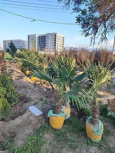 яблоки куплю: Ассалому алейкум! жамаат срочно распродажа🔥🔥🔥 сезонго 20 Кун — 7