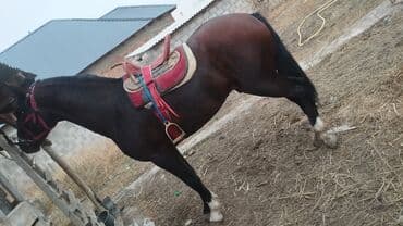 Иттер: Сатам | Жылкы (эркек) | Жумушка — 1