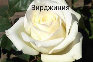 купить семена цветов в бишкеке: Саженцы цветка: Розы — 11