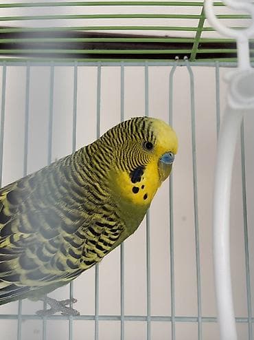 нитки продаю: 🐦 Продаются волнистые попугаи — готовая пара для кладки яиц! 🐦 — 5