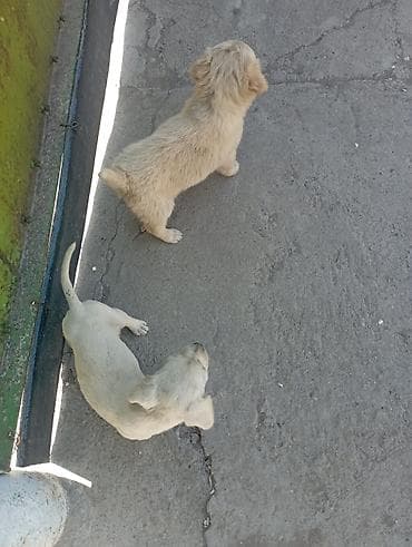 абисинская кошка: Отдам даром Щенков русского спаниеля мать спаниель отец подлец метисы — 5