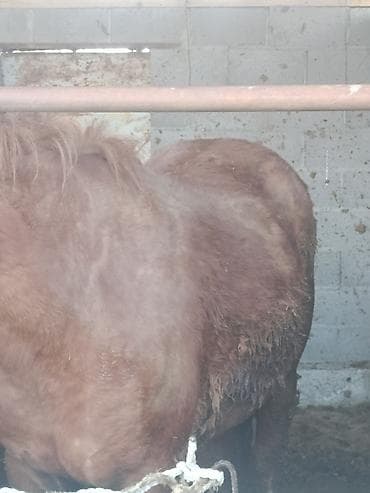 кона: Продаю | Кобыла (самка) | На забой — 2