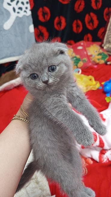 кошка вислоухий: Шотландский вислоухий котёнок (Scottish Fold), окрас голубой — 1