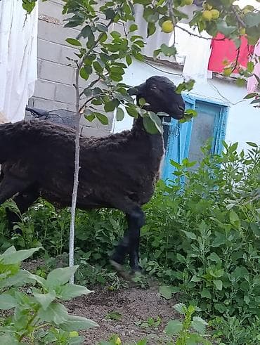 продаю птиц: Продаю | Ягненок | На забой — 5
