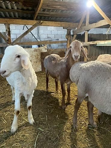 кошка сокулук: Сатам | Кочкор (эркек) | Союуга — 4