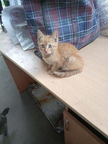 шотланские кошки: Кошка даром: Беспородная, Девочка, Приучена к лотку — 2