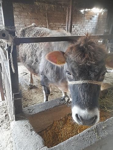 продажа собак: Продаю | Тёлка | Для разведения | Стельные — 4