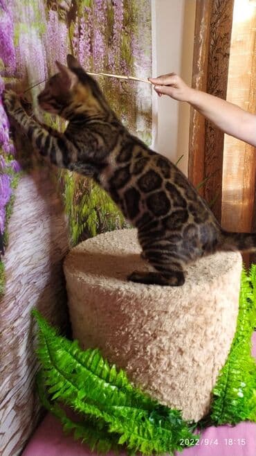 сколько стоит котенок британской золотой шиншиллы: Красивейшая бенгальская кошечка 6мес. Профессиональный Питомник — 4