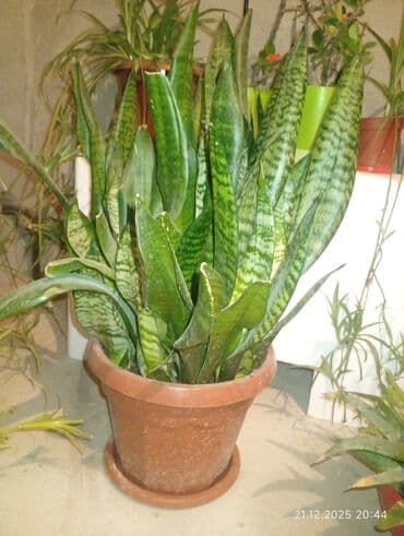 вьющиеся растения: Распродажа комнатных цветов! Цены от 150с.! — 1