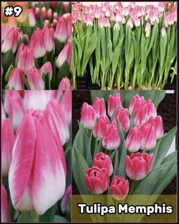 размещение рекламы: Организация мероприятий | Букеты, флористика — 10