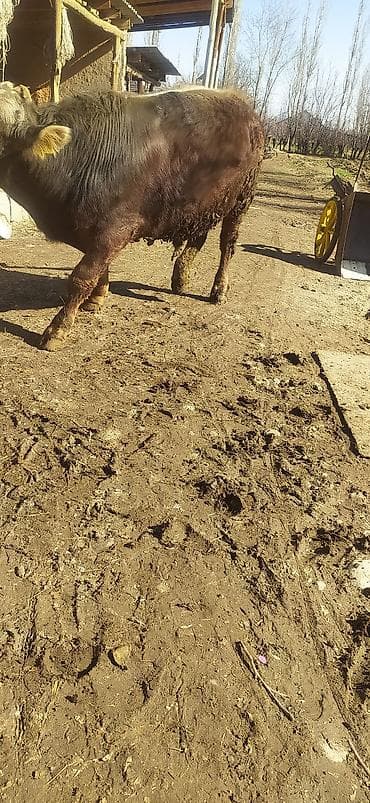 Аквариумы: Продаю | Бык (самец) | На откорм | Племенные — 2