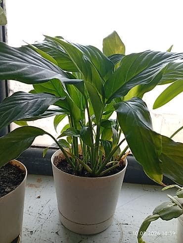 аквариумы дешево: Распродажа комнатных цветов! Сенсевиерии отростки от150с.! в горшках — 6