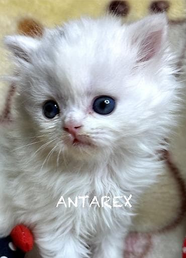 шотландская кошка: Чистопородные шотландские котята от красивой привозной пары (Россия) — 10