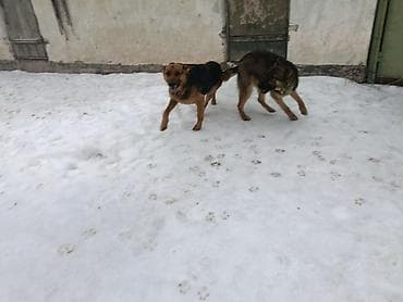 Мышыктар: Немецская овчарка среднего-крупного размера. Короткошёрстные, с — 6