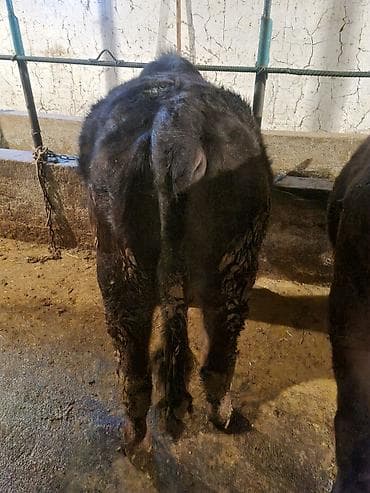 бычок ангуст: Продаю | Бык (самец) | Для разведения | Привязанные — 2