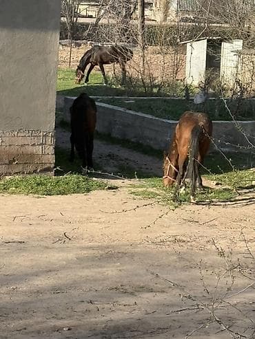 ат жеребец: Продаю | Кобыла (самка) | Полукровка | Рабочий — 3